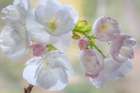 Washington State-Seabeck Flowering cherry blossoms Art Print